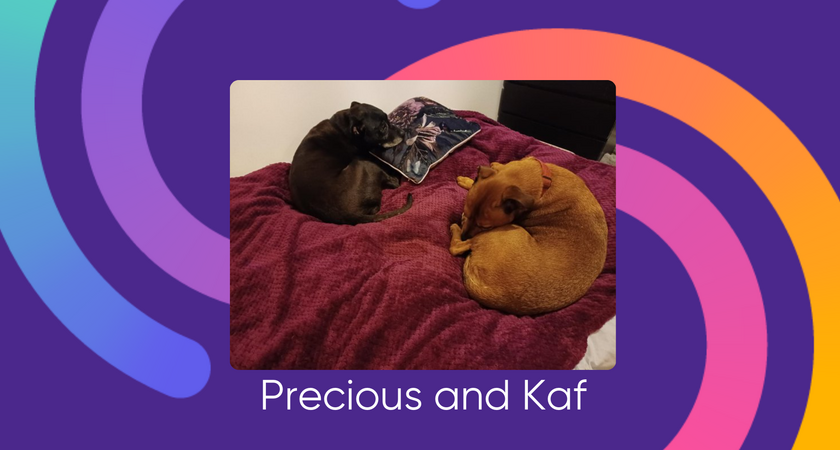 Pets for website test1