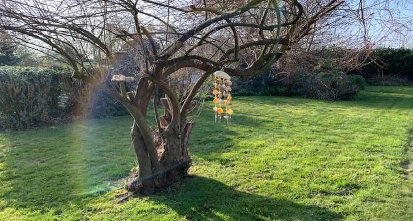 Yoga tree